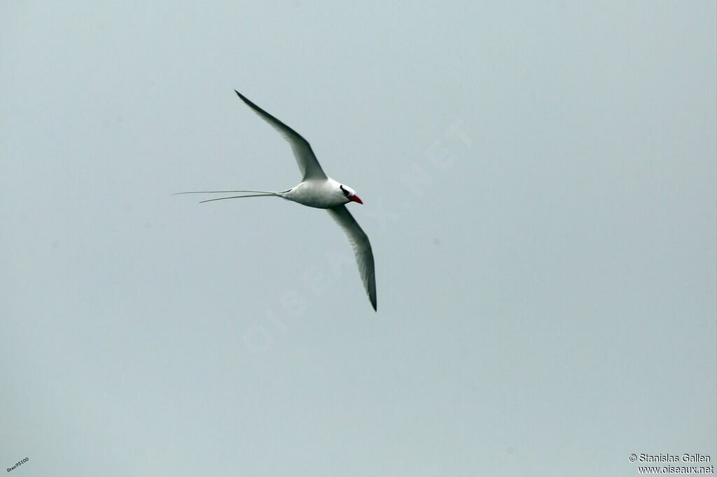 Red-billed Tropicbirdadult breeding, Flight