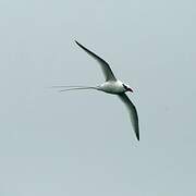 Red-billed Tropicbird