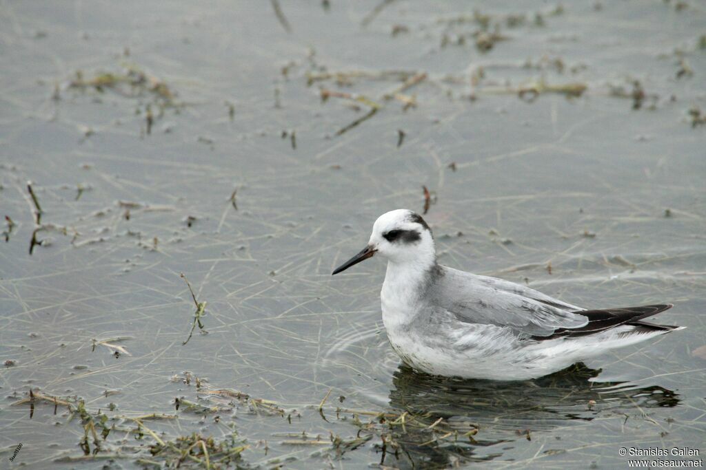 Phalarope à bec largeadulte transition, nage