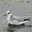 Phalarope à bec large