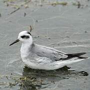 Red Phalarope