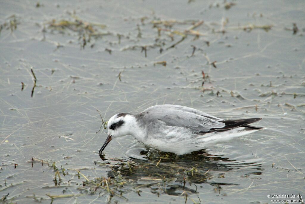 Phalarope à bec largeadulte transition, mange