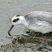 Red Phalarope