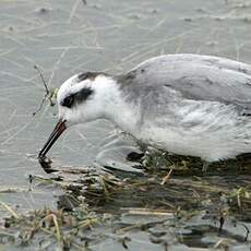 Phalarope à bec large