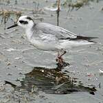 Phalarope à bec large