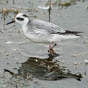 Red Phalarope