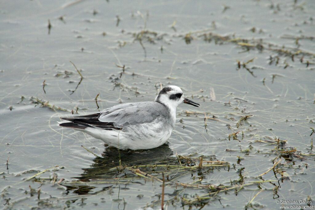 Phalarope à bec largeadulte transition, mange