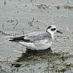 Phalarope à bec large