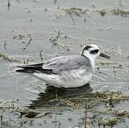 Phalarope à bec large