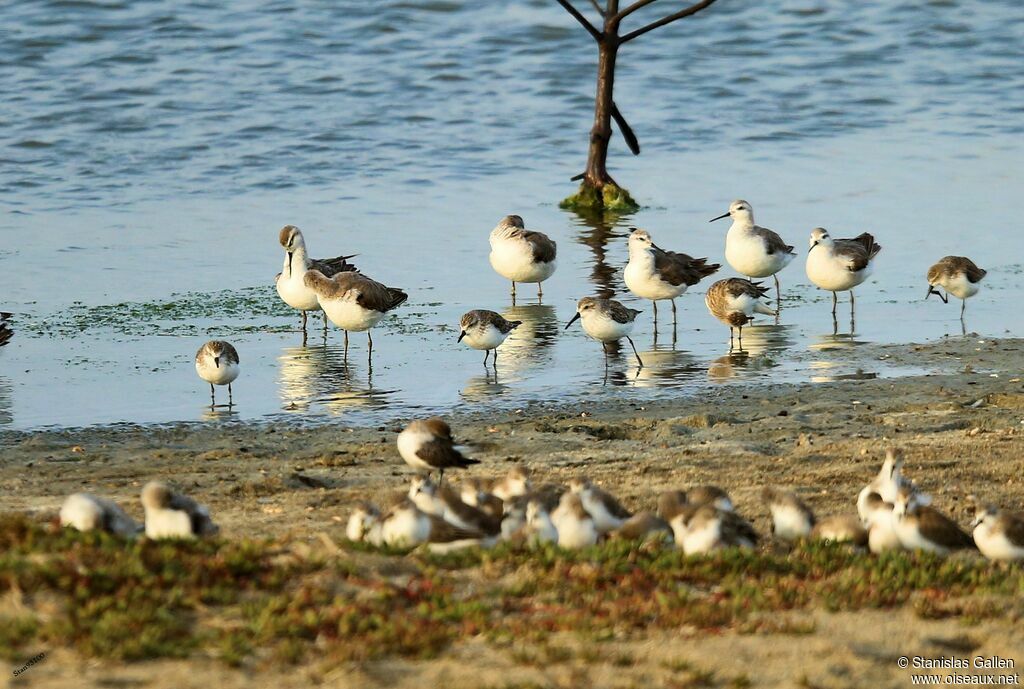 Phalarope de Wilsonadulte transition