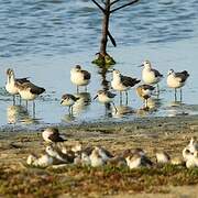 Wilson's Phalarope