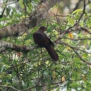 Bar-tailed Cuckoo-Dove