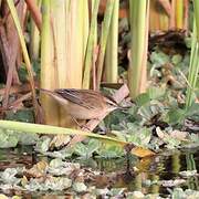 Sedge Warbler