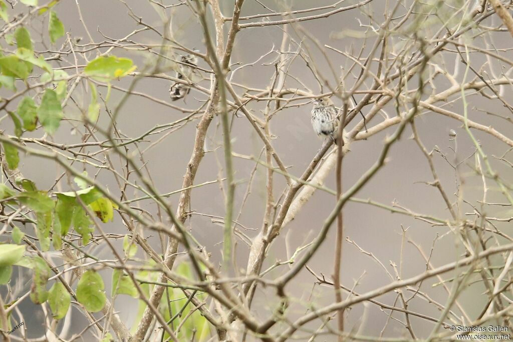 Band-tailed Sierra Finchadult transition