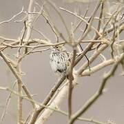 Band-tailed Sierra Finch