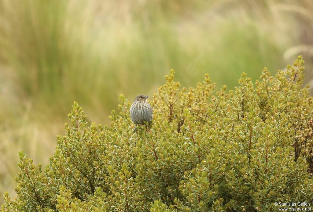 Plumbeous Sierra Finch female adult