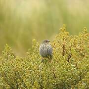 Plumbeous Sierra Finch