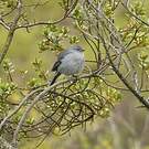 Phrygile gris-de-plomb