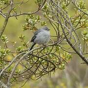 Plumbeous Sierra Finch