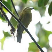 Olivaceous Piha