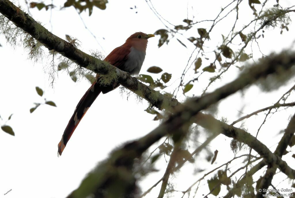 Squirrel Cuckooadult