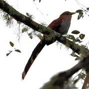 Squirrel Cuckoo