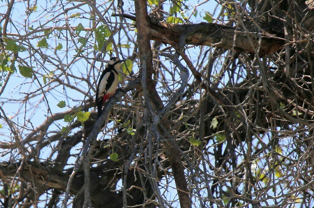 White-winged Woodpecker