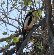 White-winged Woodpecker