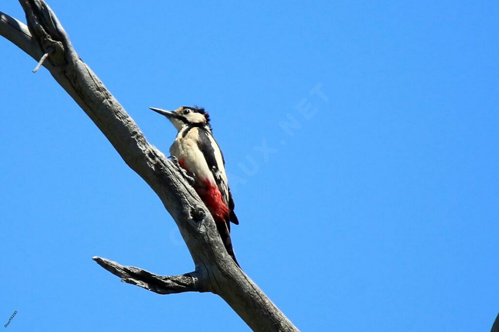 White-winged Woodpecker