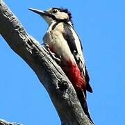 White-winged Woodpecker