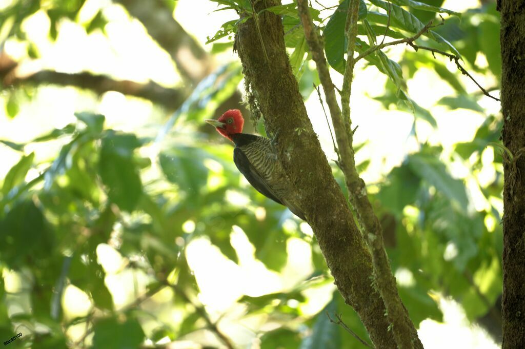 Pale-billed Woodpeckeradult