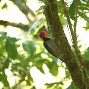 Pale-billed Woodpecker