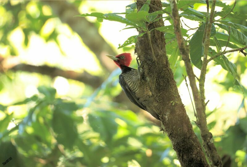 Pale-billed Woodpeckeradult