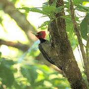 Pale-billed Woodpecker