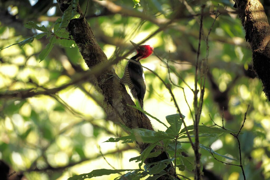 Pale-billed Woodpecker