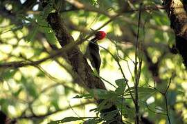 Pale-billed Woodpecker