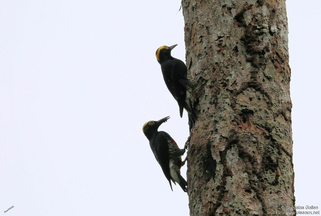 Yellow-tufted Woodpeckeradult, Reproduction-nesting