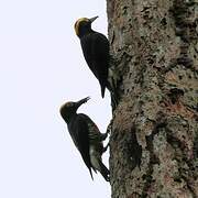 Yellow-tufted Woodpecker