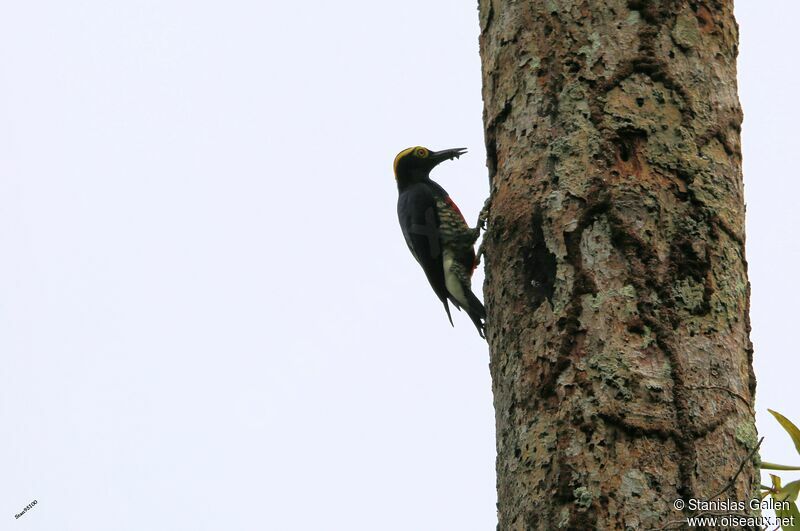 Yellow-tufted Woodpeckeradult, Reproduction-nesting