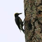 Yellow-tufted Woodpecker