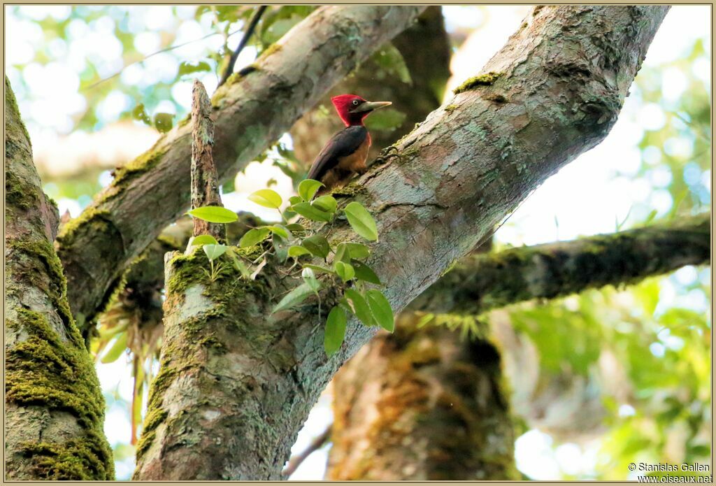 Red-necked Woodpeckeradult