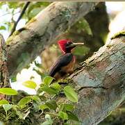 Red-necked Woodpecker