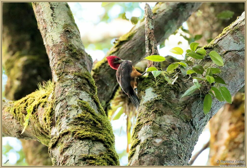 Red-necked Woodpeckeradult