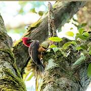 Red-necked Woodpecker