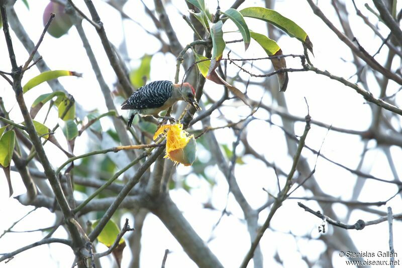 Red-crowned Woodpeckeradult, eats