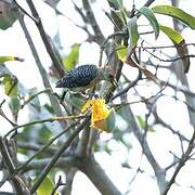 Red-crowned Woodpecker