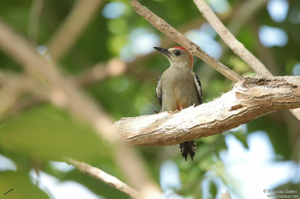 Red-crowned Woodpeckeradult