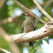 Red-crowned Woodpecker