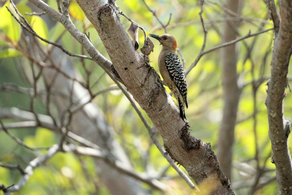 Red-crowned Woodpecker female adult, fishing/hunting