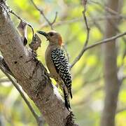 Red-crowned Woodpecker